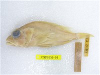 藏品(石狗公)的圖片